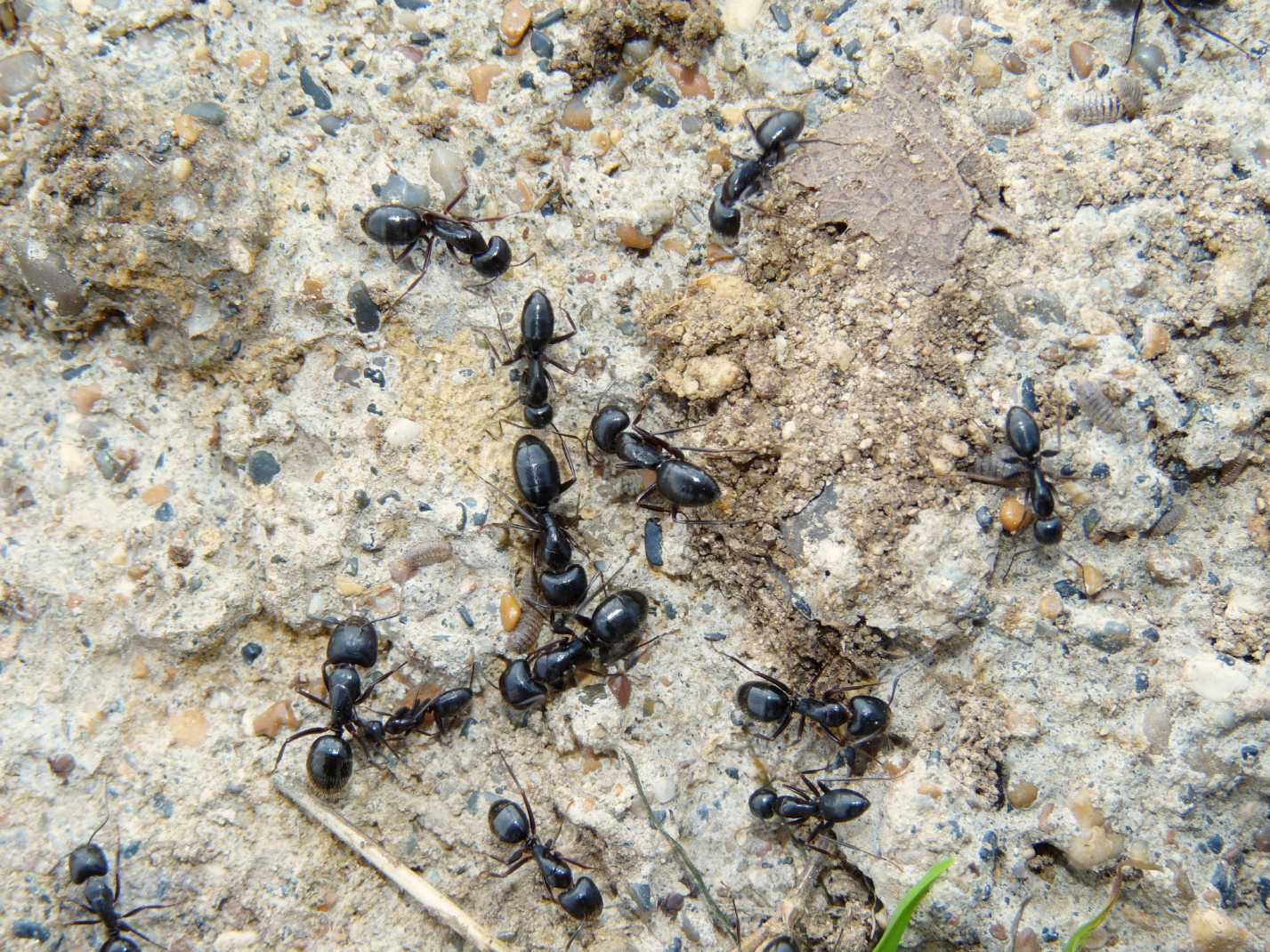 Camponotus aethiops maggiori